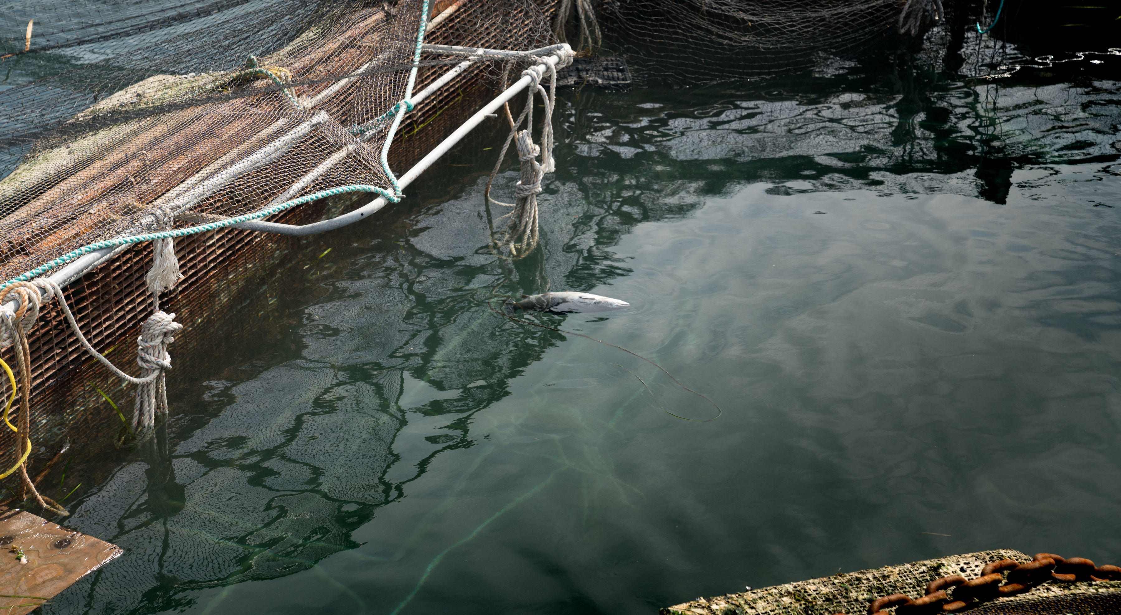 CypressIslandFishFarm_artifishal_6of26