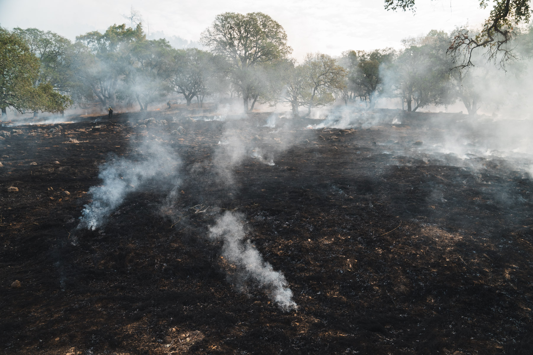 FIRE_2020_Sashwa_SAS09510